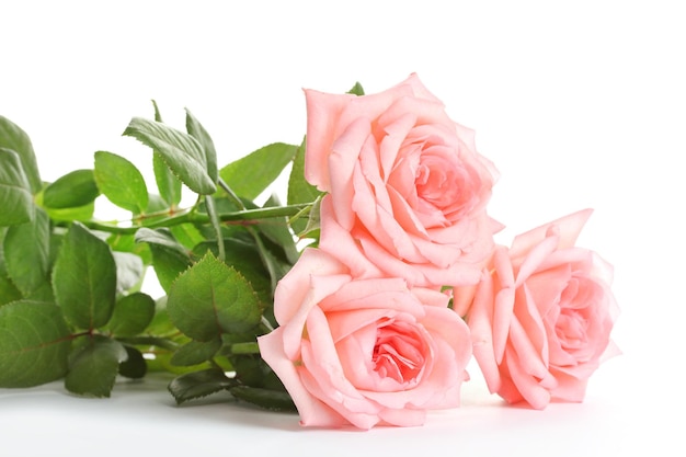 Pink roses isolated on white