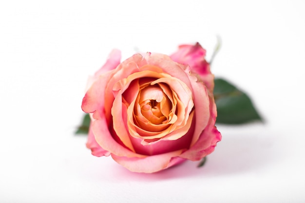 Pink roses isolated