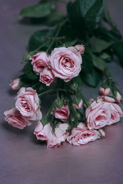 Pink roses lie on a reflector in a . 