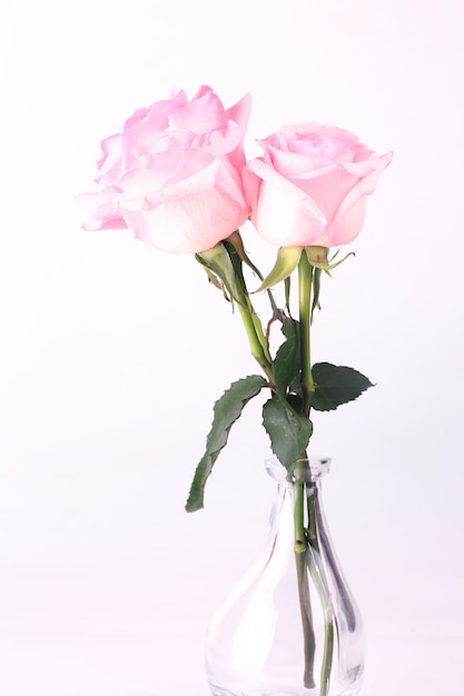 Pink roses on a light background