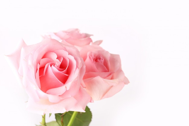 Pink roses on a light background