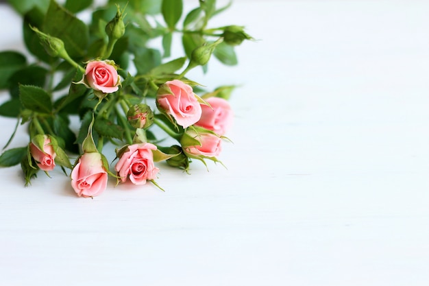 pink roses on a light background,