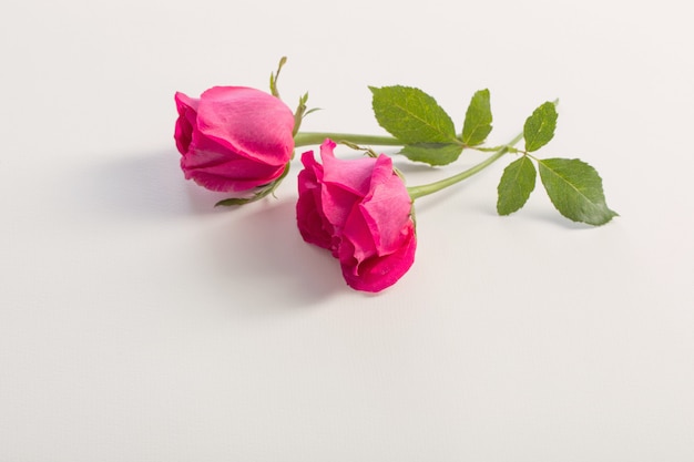 Фото Розовые розы на белом