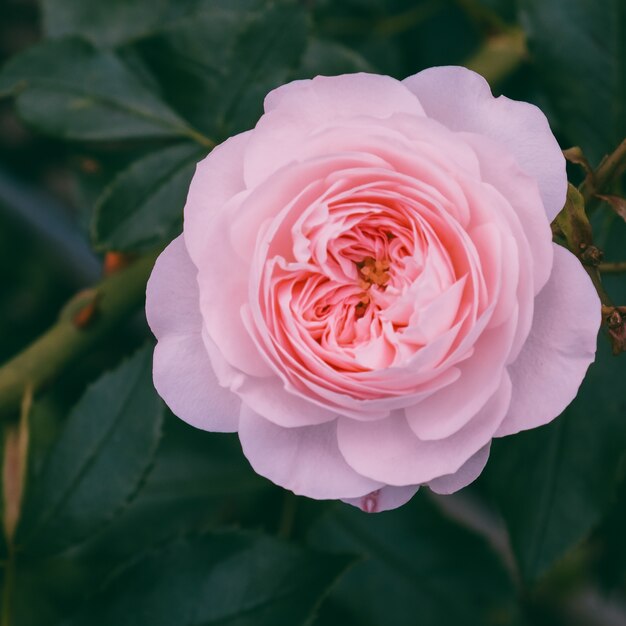 屋外のピンクのバラ。植物愛好家のコンセプト。最小限