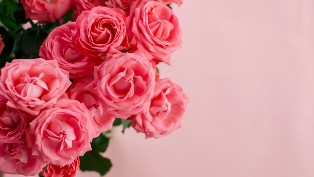 Pink roses on pink background Mother's day Valentines Day Birthday celebration concept Greeting