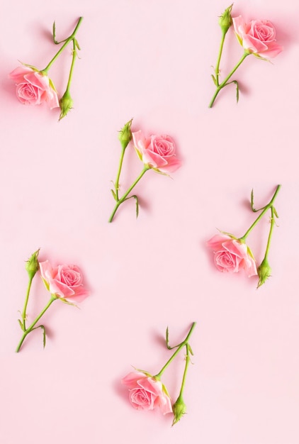 Pink roses on the pink background Pattern Top view Location vertical