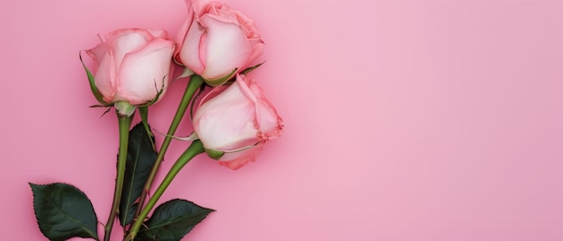 Pink Roses on Pink Background