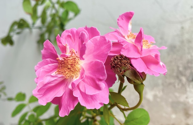 Pink roses planted in the garden