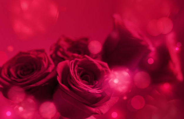 Pink roses on purple background close up color of the year 2023