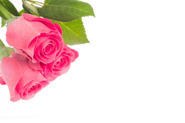 Pink roses resting on white surface