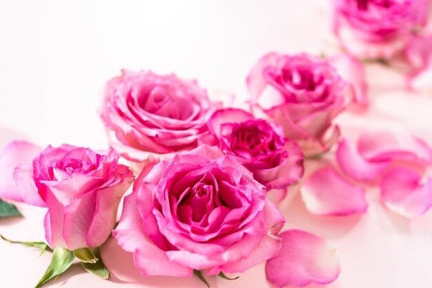 Pink roses and rose petals on a pink background.