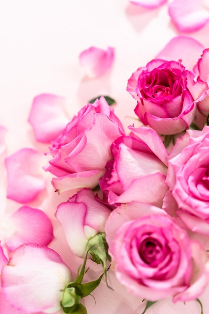 Pink roses and rose petals on a pink background