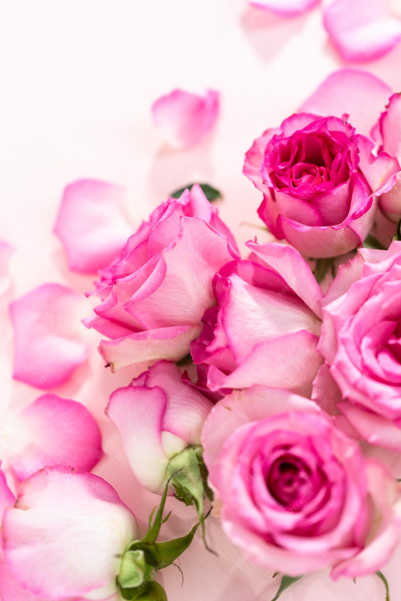 Các tín đồ nữ thích màu hồng chắc chắn sẽ yêu thích hình nền hoa hồng màu hồng tuyệt đẹp này. Những chiếc hoa hồng đầy sức sống và tinh tế đang nở rộ trên màn hình điện thoại của bạn!