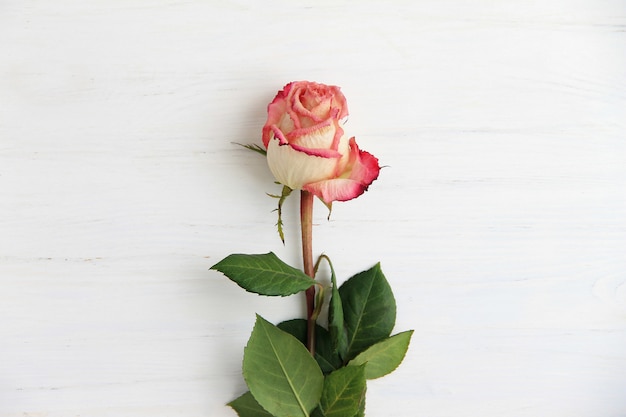 Pink roses, rose petals on wooden background