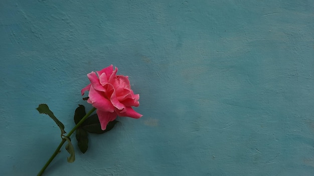 スカイブルーの背景にピンクのバラ01