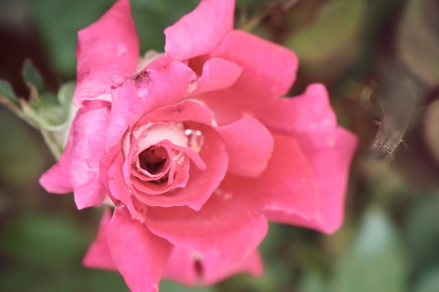 Pink roses in tropical