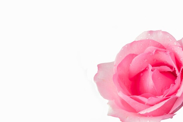 Photo pink roses on a white background are a symbol of love on valentines day