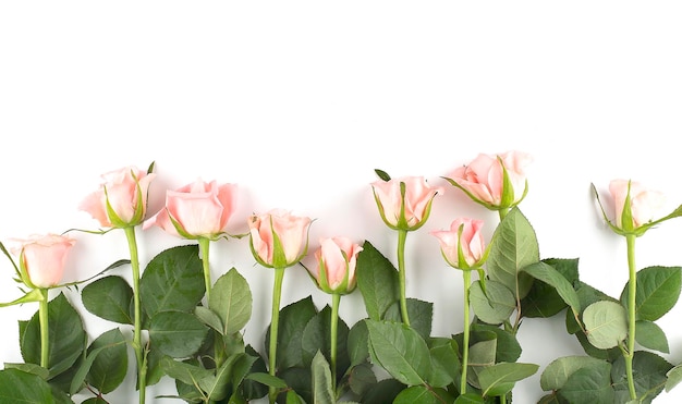 Pink roses on the white background, copy space