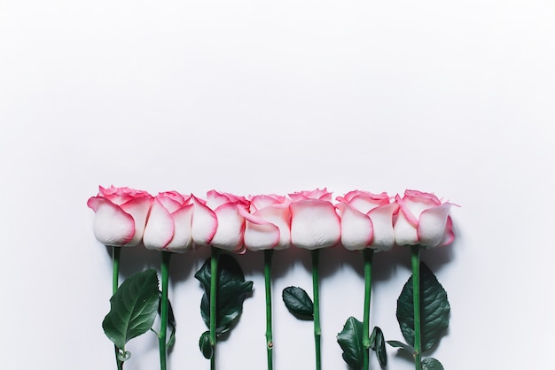 Pink roses on white background. Flat lay