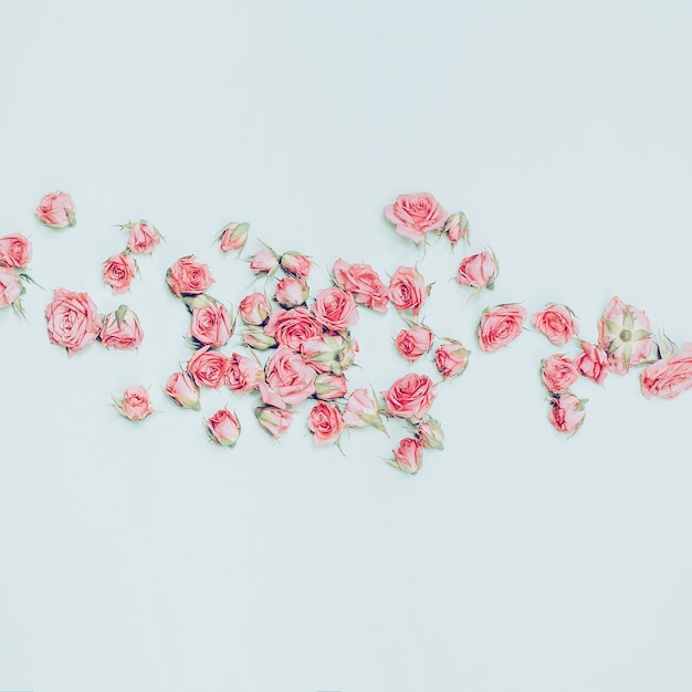 Pink roses on white background. Minimalist fashion details