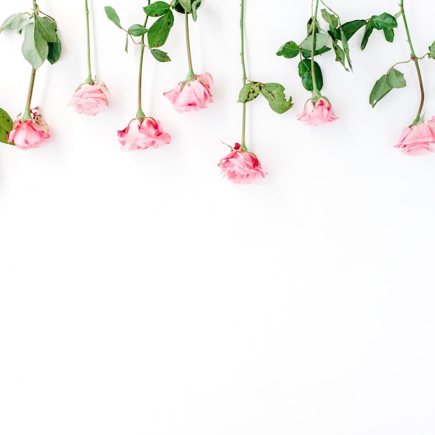 Pink roses on white background . Valentine's background