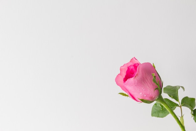 Pink roses on a white background 