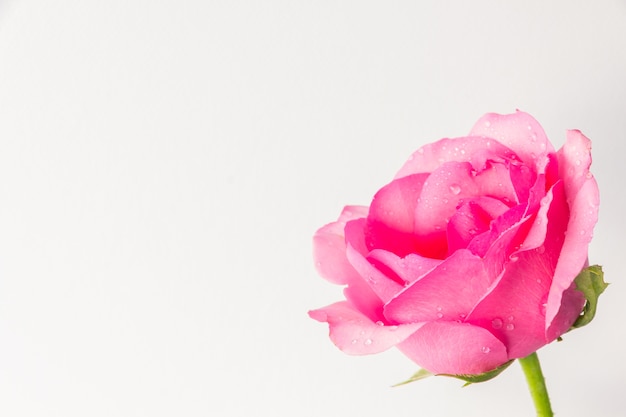 Pink roses on a white background 