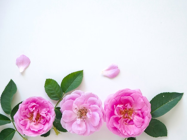 Pink roses with buds on a white background 