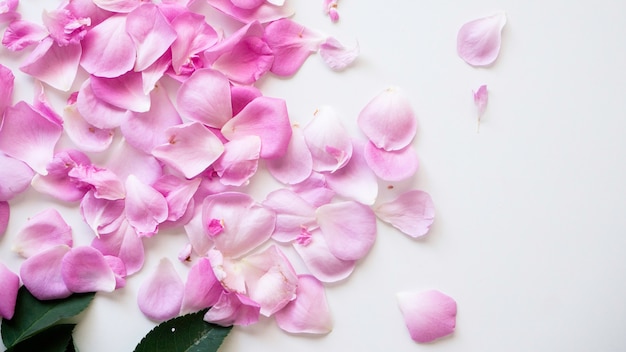 흰색 배경에 꽃 봉 오리와 핑크 장미