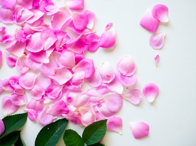 Pink roses with buds on a white background 