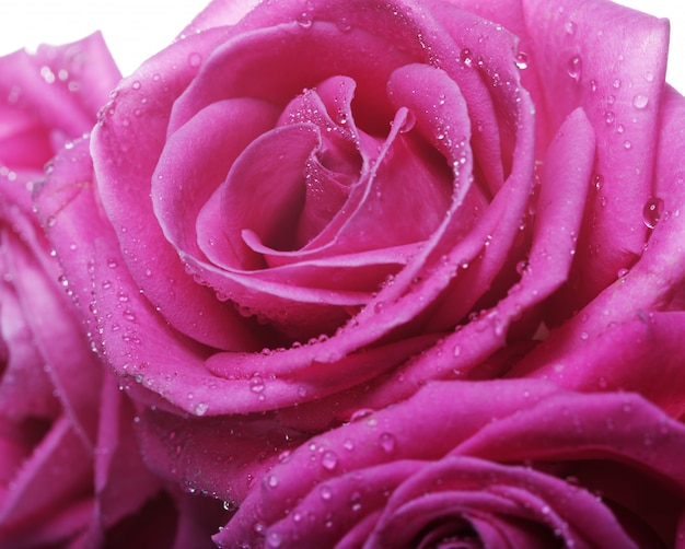 Pink roses with water drops