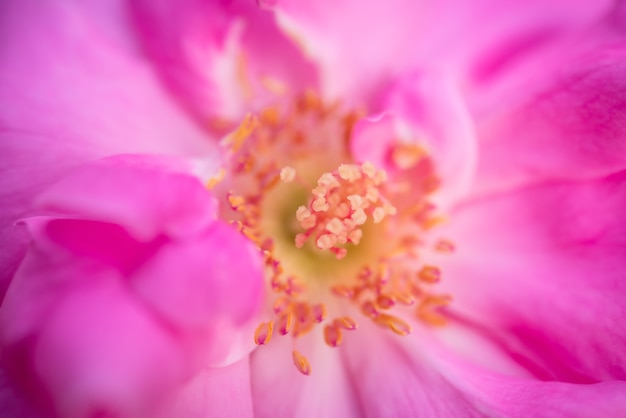 Pink roses with yellow pollen.