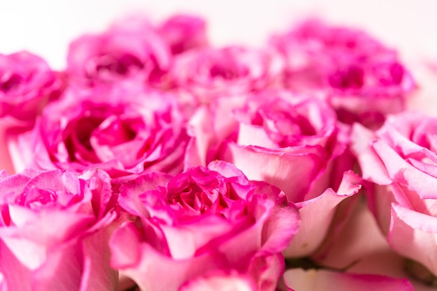 Pink roses