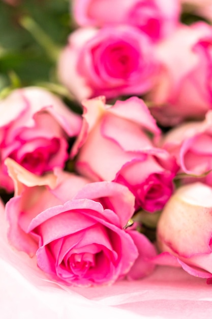 Pink roses