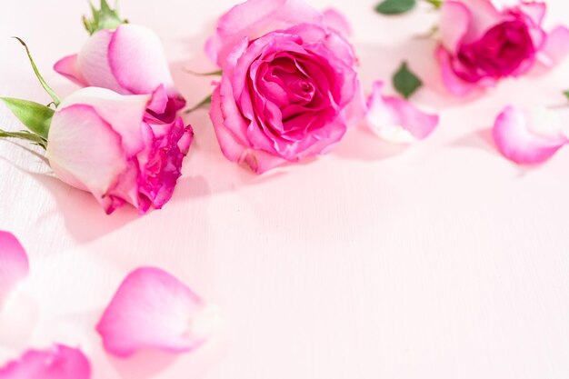 Pink roses