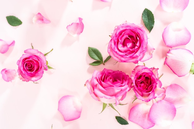 Pink roses