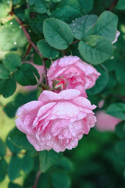 Pink roses