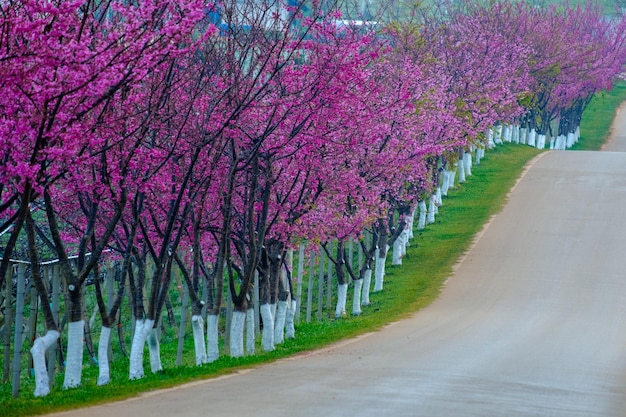 Pink route derived from the beautiful of Sakura Cherry Blossoms in doi angkhang mountain