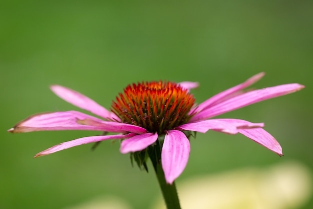 Rudbeckia rosa o gerbera su uno sfondo verde naturale. il poster.