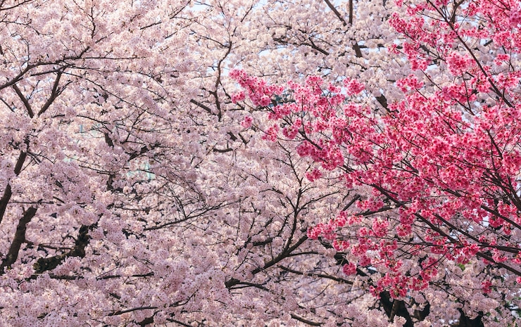 Photo pink sakura blossom season in japan 
