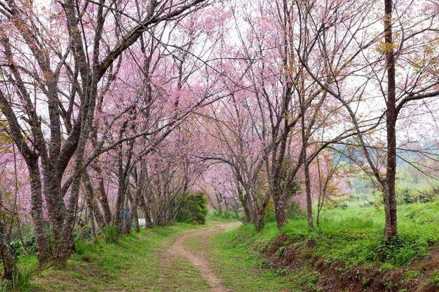 Pink sakura blossoms on dirt road in thailand