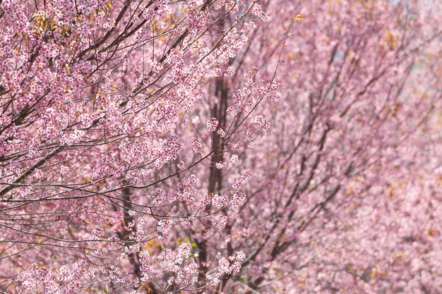 Pink sakura blossoms in Pho Lom Lothailand