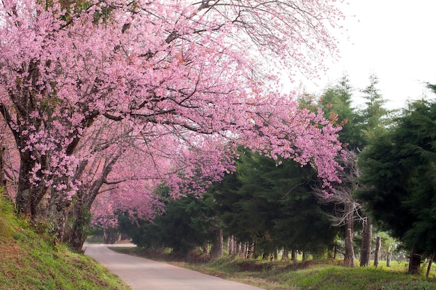 Pink sakura blossoms on road in thailand