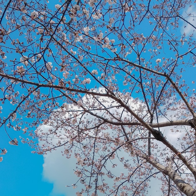 Pink sakura cherry blossom under a blue sky in spring, Osaka Japan.