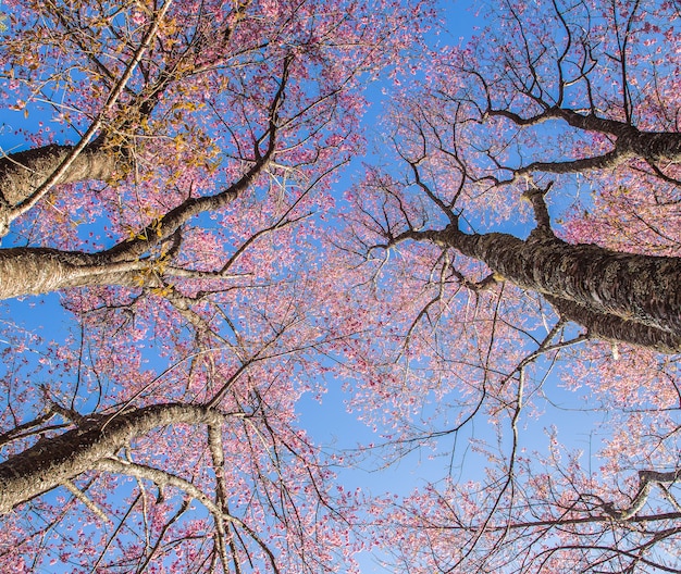 Pink Sakura cherry blossom close up in Japan