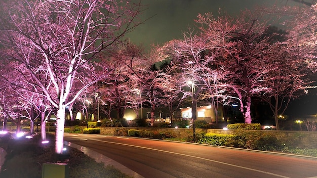 Pink sakura or cherry blossom at night in Roppongi Tokyo Midtown and light and flare in to camera and background landscape.