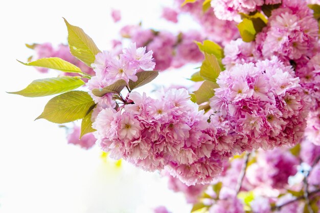 満開の春の木にピンクの桜の花