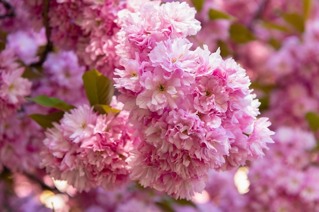 Pink sakura flower on blooming spring tree aromatherapy