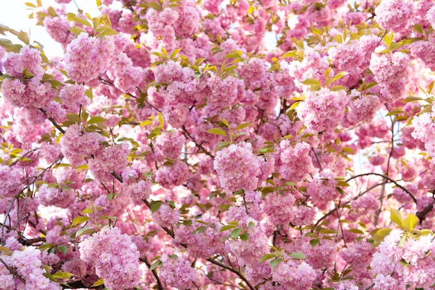 咲く春の木の植物の背景にピンクの桜の花