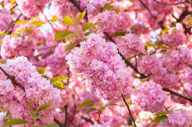 Pink sakura flower on blooming spring tree nature background